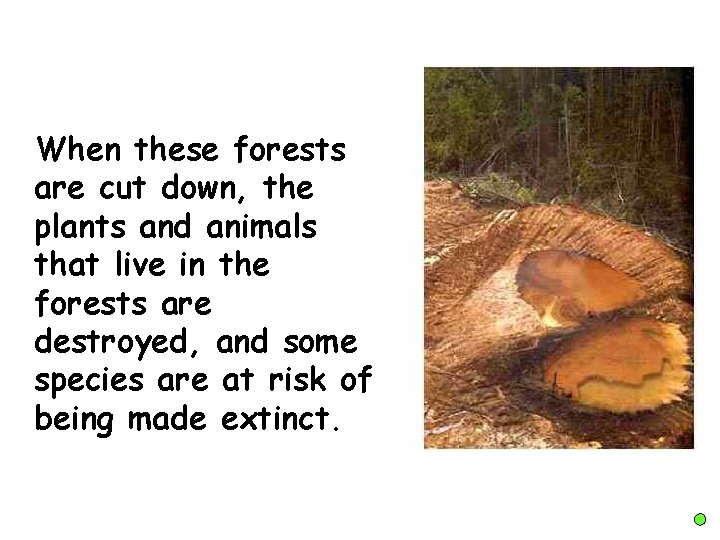 When these forests are cut down, the plants and animals that live in the
