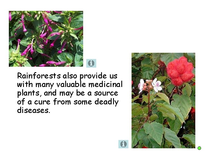 Rainforests also provide us with many valuable medicinal plants, and may be a source