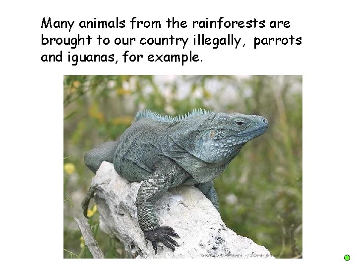 Many animals from the rainforests are brought to our country illegally, parrots and iguanas,