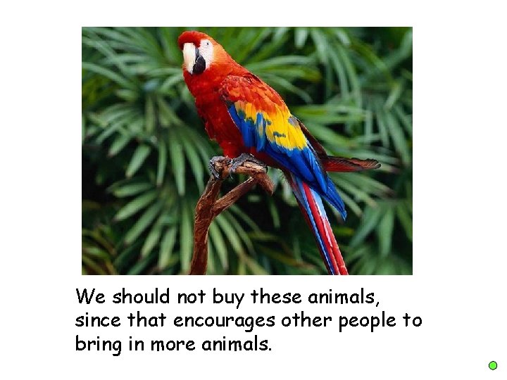 We should not buy these animals, since that encourages other people to bring in