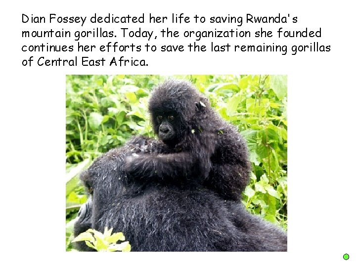 Dian Fossey dedicated her life to saving Rwanda's mountain gorillas. Today, the organization she