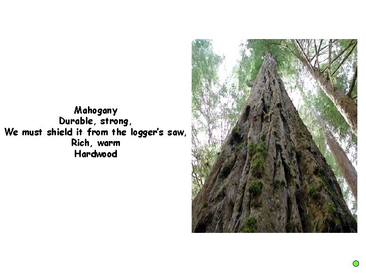Mahogany Durable, strong, We must shield it from the logger’s saw, Rich, warm Hardwood