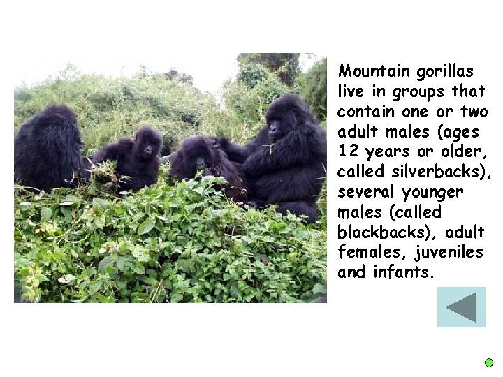 Mountain gorillas live in groups that contain one or two adult males (ages 12