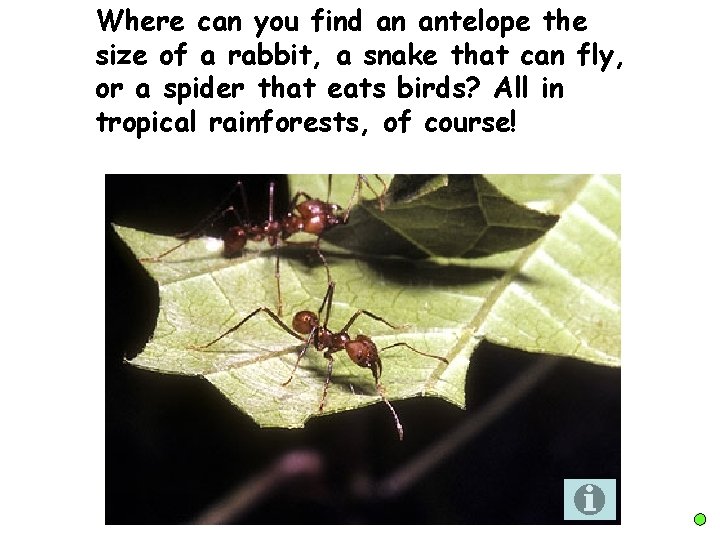 Where can you find an antelope the size of a rabbit, a snake that