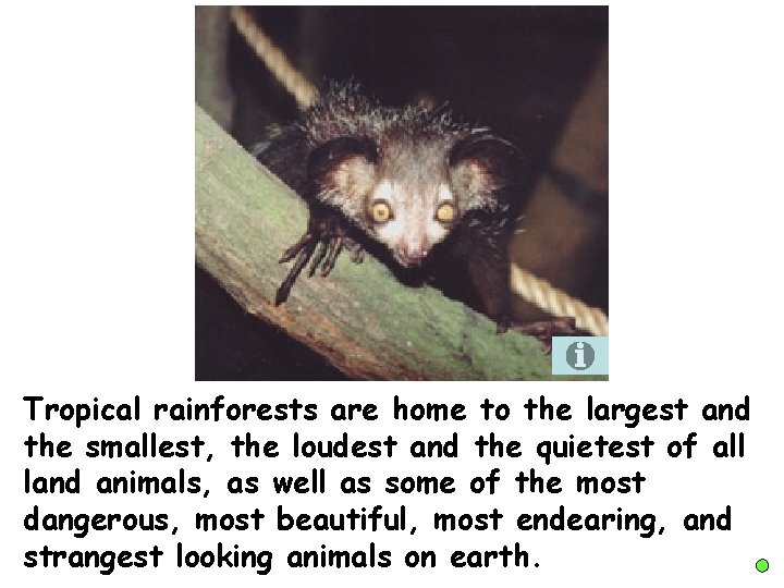 Tropical rainforests are home to the largest and the smallest, the loudest and the