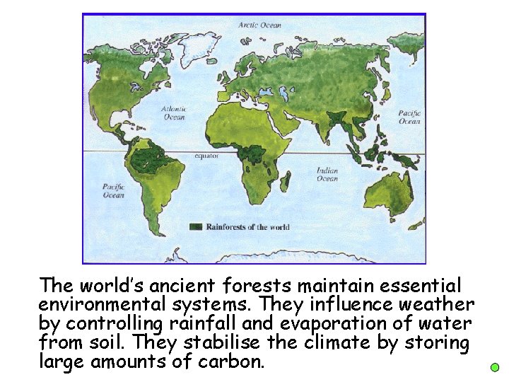 The world’s ancient forests maintain essential environmental systems. They influence weather by controlling rainfall