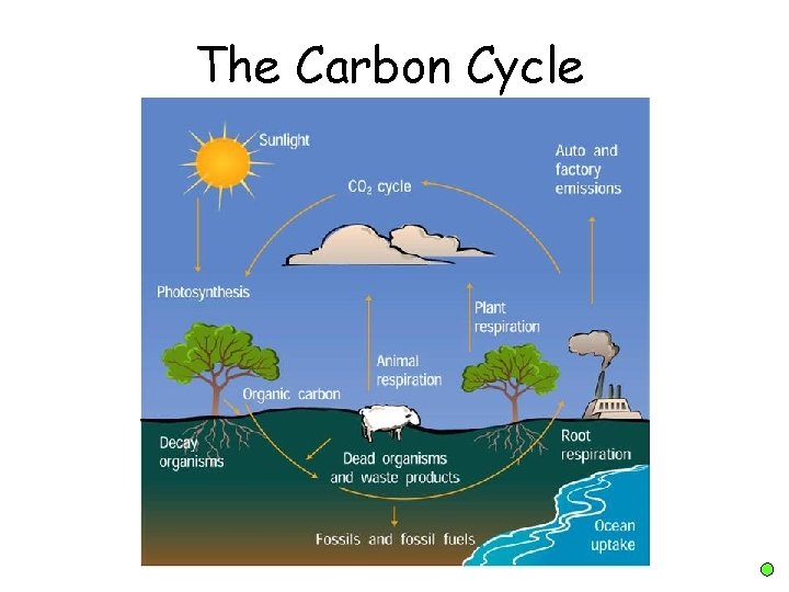 The Carbon Cycle 