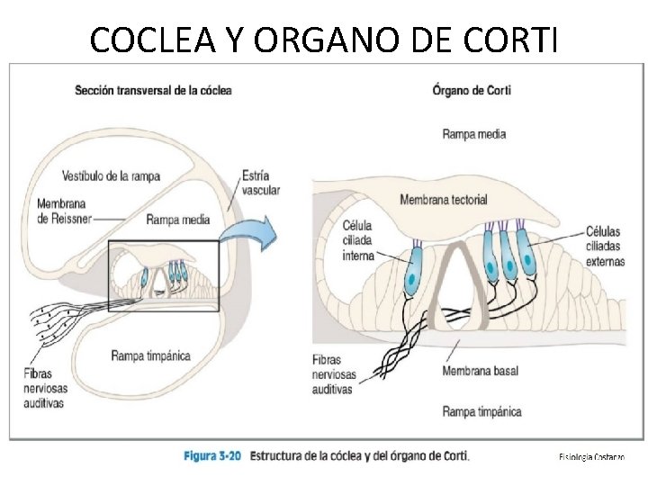 COCLEA Y ORGANO DE CORTI 