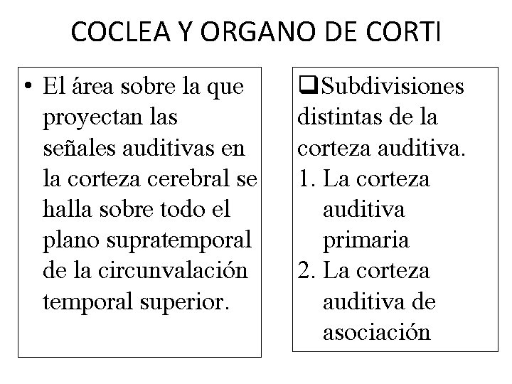 COCLEA Y ORGANO DE CORTI • El área sobre la que proyectan las señales