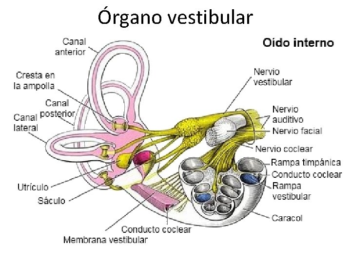 Órgano vestibular 