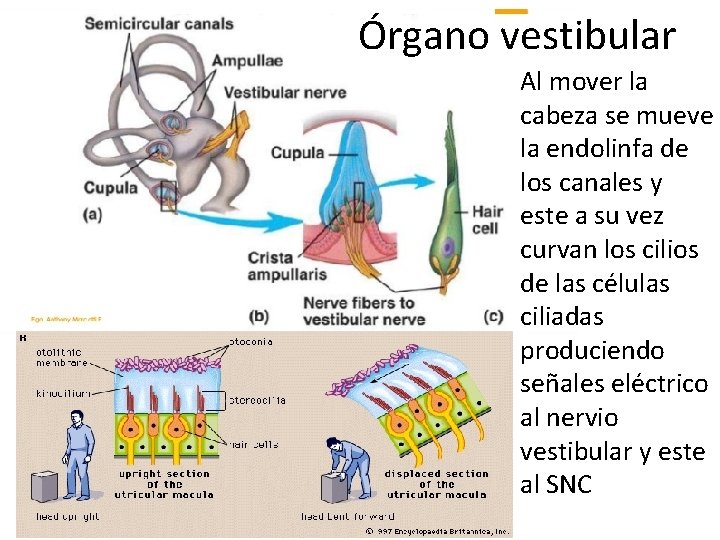 Órgano vestibular Al mover la cabeza se mueve la endolinfa de los canales y