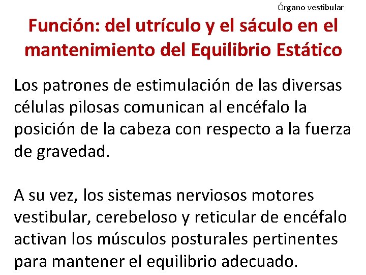 Órgano vestibular Función: del utrículo y el sáculo en el mantenimiento del Equilibrio Estático