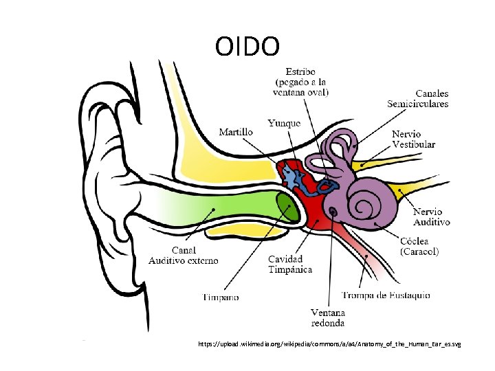 OIDO https: //upload. wikimedia. org/wikipedia/commons/a/a 4/Anatomy_of_the_Human_Ear_es. svg 