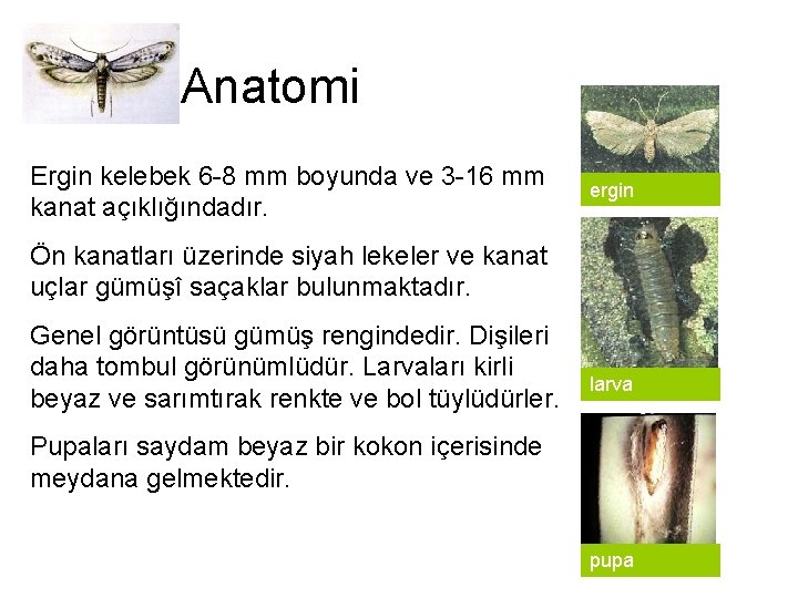 Anatomi Ergin kelebek 6 -8 mm boyunda ve 3 -16 mm kanat açıklığındadır. ergin