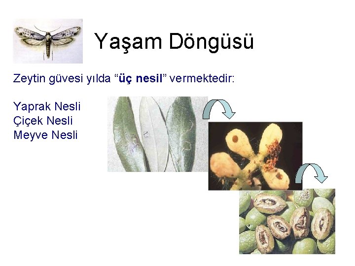 Yaşam Döngüsü Zeytin güvesi yılda “üç nesil” vermektedir: Yaprak Nesli Çiçek Nesli Meyve Nesli