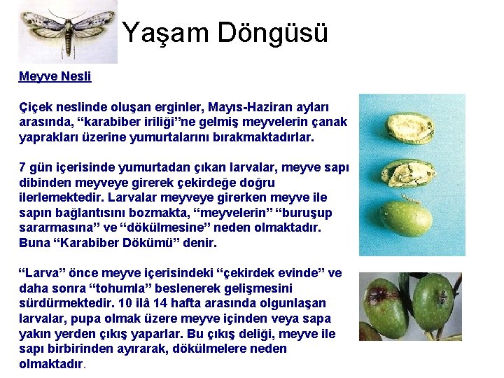 Yaşam Döngüsü Meyve Nesli Çiçek neslinde oluşan erginler, Mayıs-Haziran ayları arasında, “karabiber iriliği”ne gelmiş