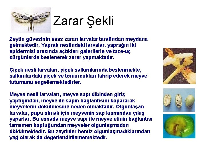 Zarar Şekli Zeytin güvesinin esas zararı larvalar tarafından meydana gelmektedir. Yaprak neslindeki larvalar, yaprağın