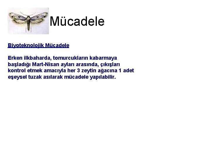Mücadele Biyoteknolojik Mücadele Erken ilkbaharda, tomurcukların kabarmaya başladığı Mart-Nisan ayları arasında, çıkışları kontrol etmek