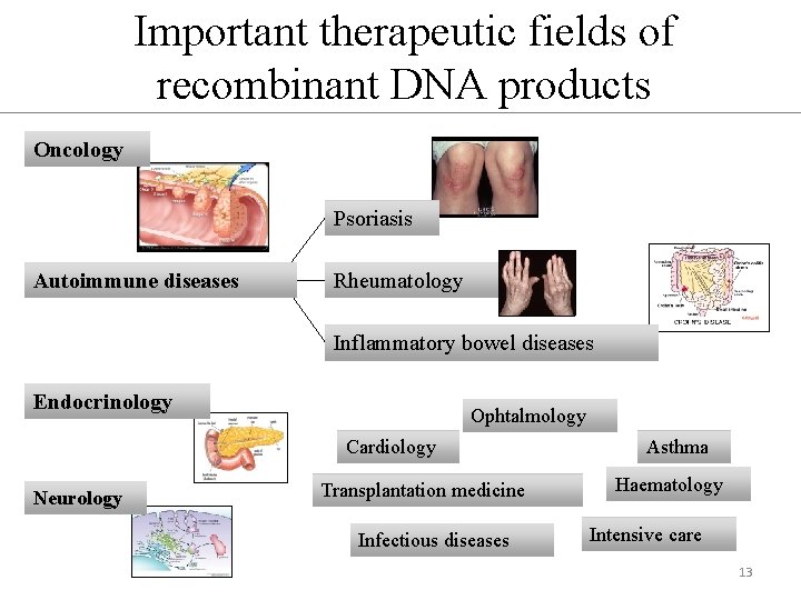 Important therapeutic fields of recombinant DNA products Oncology Psoriasis Autoimmune diseases Rheumatology Inflammatory bowel
