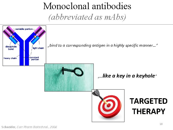 Monoclonal antibodies (abbreviated as m. Abs) „bind to a corresponding antigen in a highly