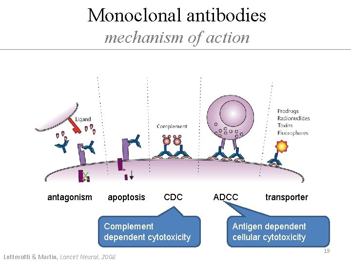 Monoclonal antibodies mechanism of action antagonism apoptosis CDC Complement dependent cytotoxicity Lutterotti & Martin,