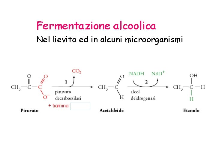 Fermentazione alcoolica Nel lievito ed in alcuni microorganismi 