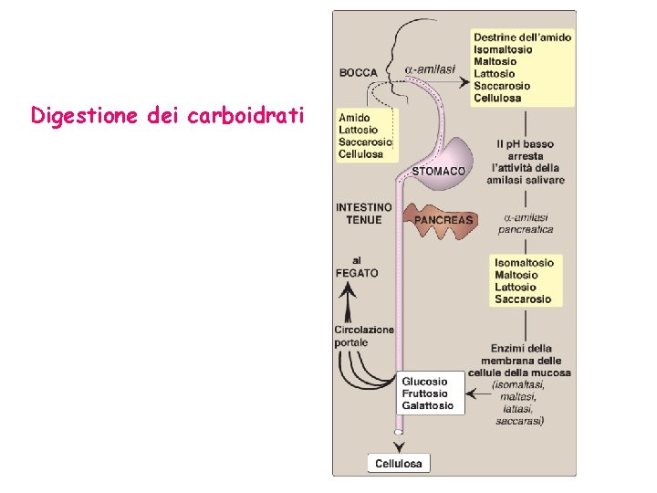 Digestione dei carboidrati 