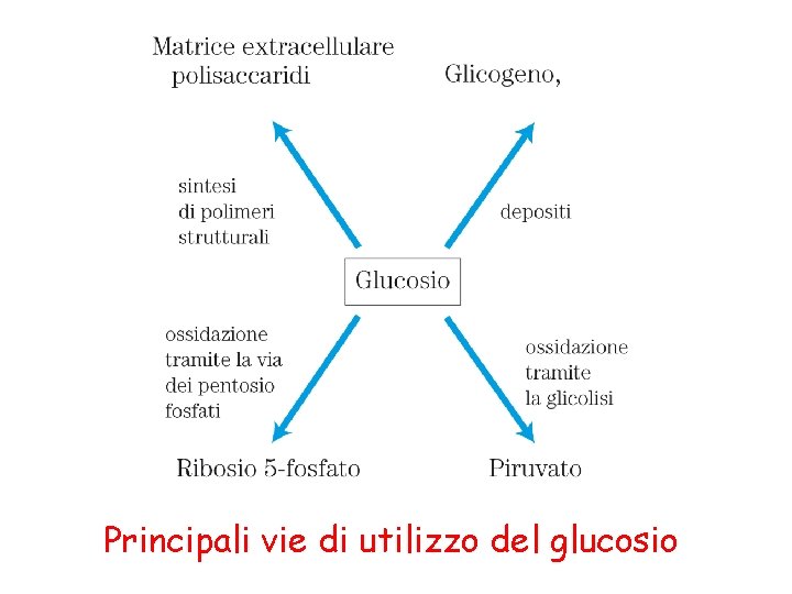 Principali vie di utilizzo del glucosio 