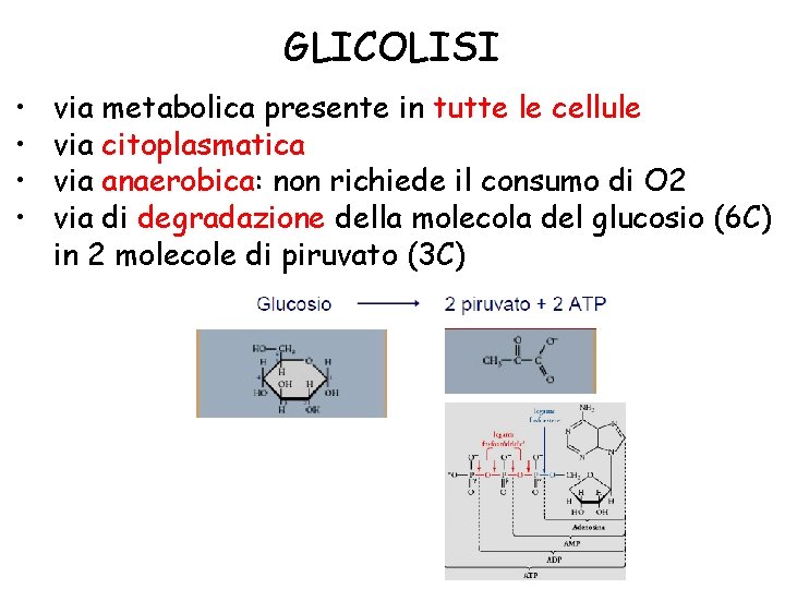 GLICOLISI • • via metabolica presente in tutte le cellule via citoplasmatica via anaerobica: