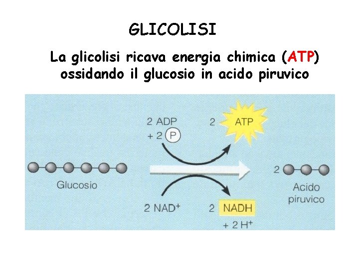 GLICOLISI La glicolisi ricava energia chimica (ATP) ossidando il glucosio in acido piruvico 