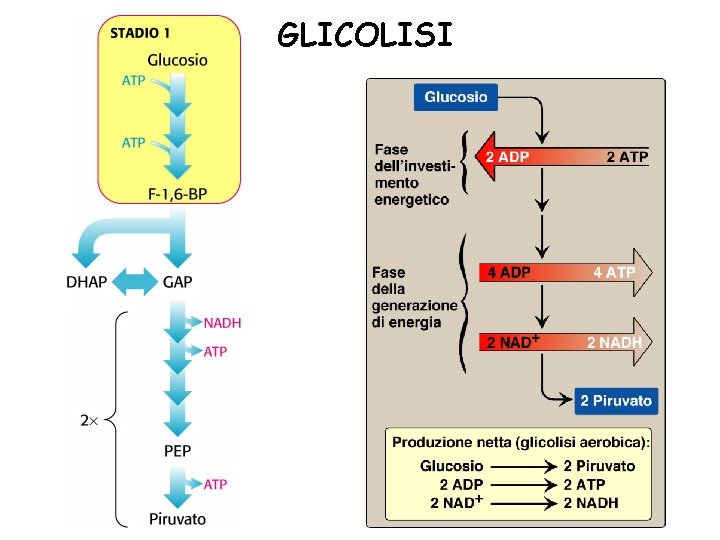 GLICOLISI 