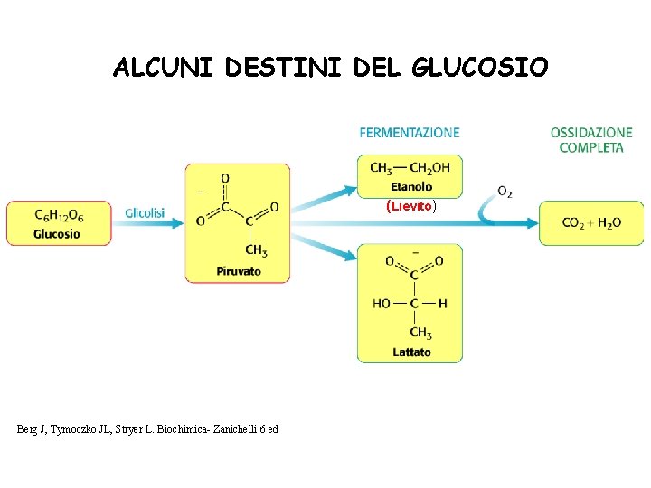 ALCUNI DESTINI DEL GLUCOSIO (Lievito) Berg J, Tymoczko JL, Stryer L. Biochimica- Zanichelli 6