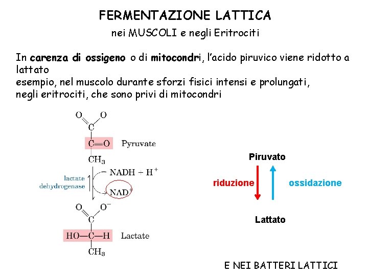 FERMENTAZIONE LATTICA nei MUSCOLI e negli Eritrociti In carenza di ossigeno o di mitocondri,