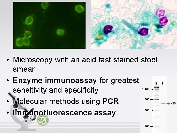  • Microscopy with an acid fast stained stool smear • Enzyme immunoassay for