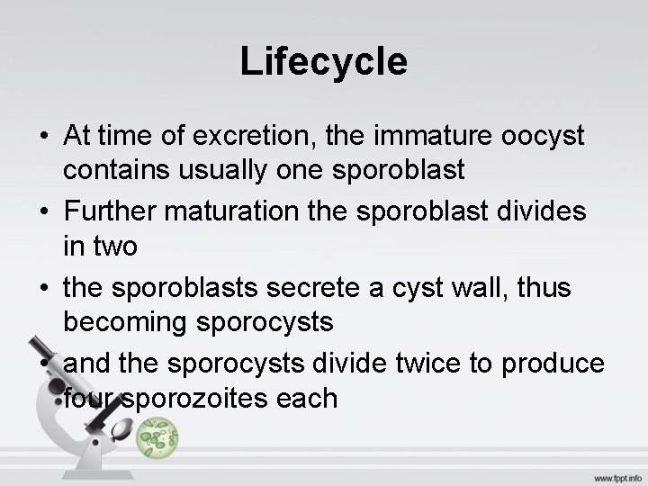 Lifecycle • At time of excretion, the immature oocyst contains usually one sporoblast •