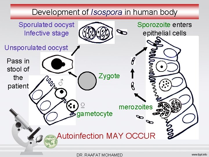 Development of Isospora in human body Sporulated oocyst Infective stage Sporozoite enters epithelial cells