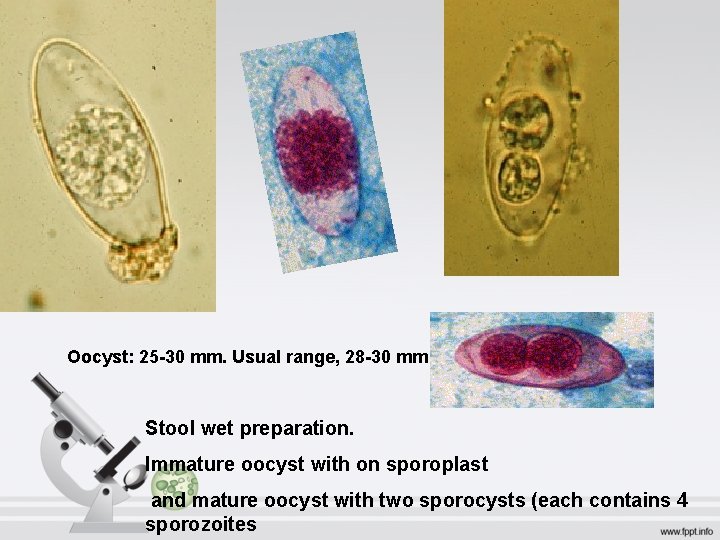Oocyst: 25 -30 mm. Usual range, 28 -30 mm Stool wet preparation. Immature oocyst