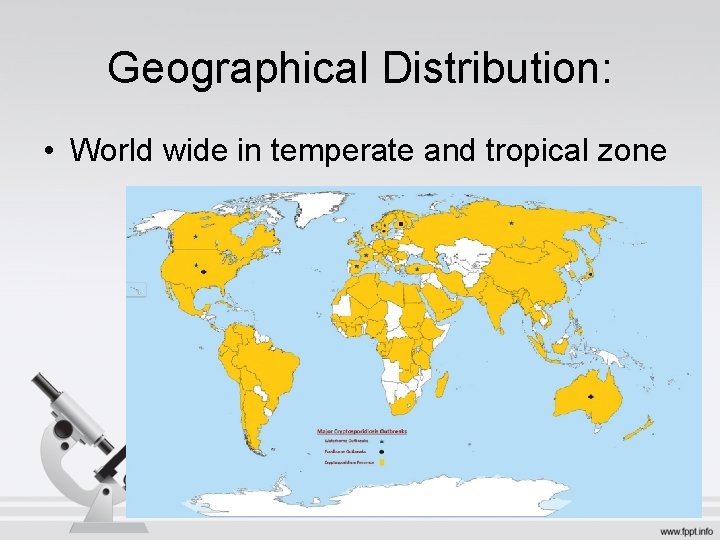 Geographical Distribution: • World wide in temperate and tropical zone 