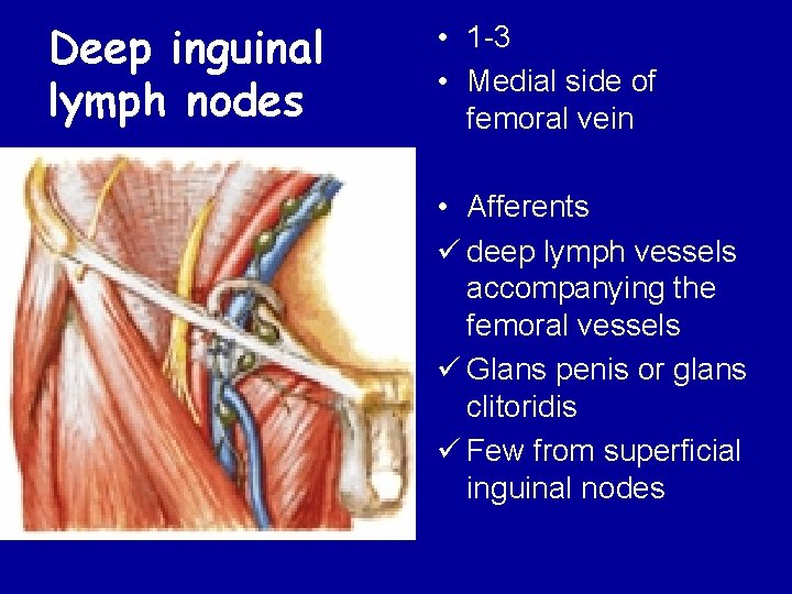 Deep inguinal lymph nodes • 1 -3 • Medial side of femoral vein •