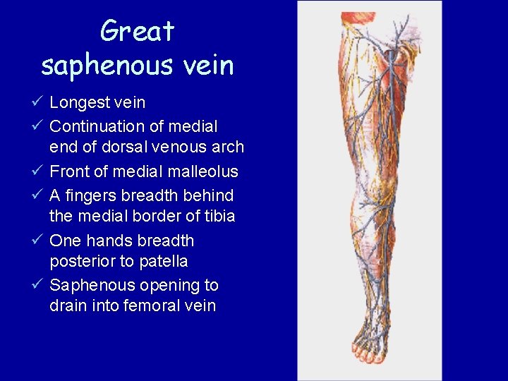 Great saphenous vein ü Longest vein ü Continuation of medial end of dorsal venous Great saphenous vein ü Longest vein ü Continuation of medial end of dorsal venous