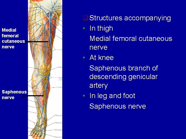 Medial femoral cutaneous nerve Saphenous nerve q Structures accompanying • In thigh Medial femoral Medial femoral cutaneous nerve Saphenous nerve q Structures accompanying • In thigh Medial femoral