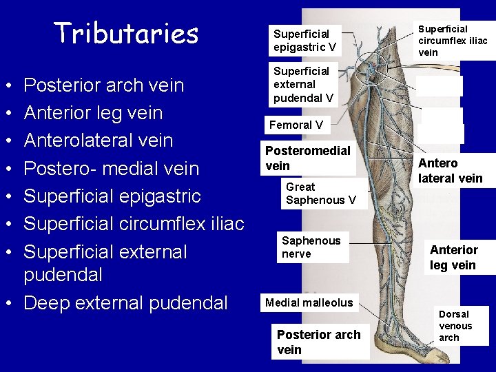 Tributaries • • Posterior arch vein Anterior leg vein Anterolateral vein Postero- medial vein