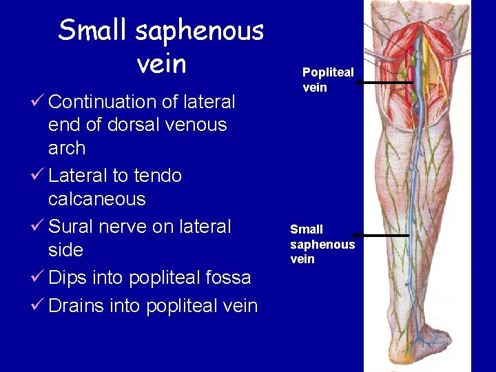 Small saphenous vein ü Continuation of lateral end of dorsal venous arch ü Lateral Small saphenous vein ü Continuation of lateral end of dorsal venous arch ü Lateral