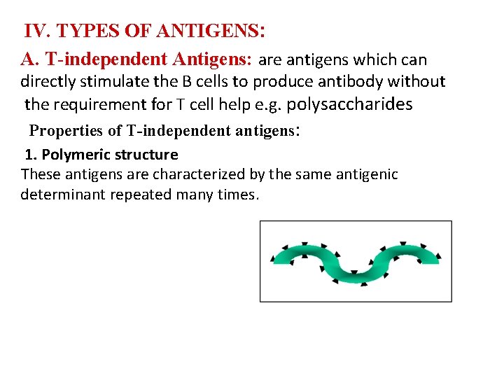 IV. TYPES OF ANTIGENS: A. T-independent Antigens: are antigens which can directly stimulate the