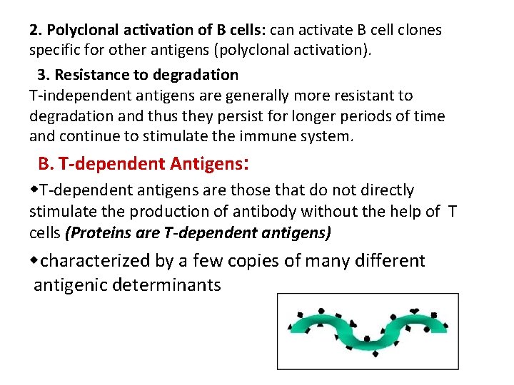 2. Polyclonal activation of B cells: can activate B cell clones specific for other