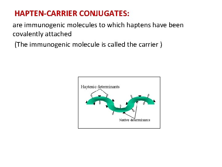 HAPTEN-CARRIER CONJUGATES: are immunogenic molecules to which haptens have been covalently attached (The immunogenic