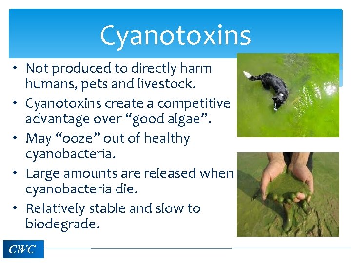 Cyanotoxins • Not produced to directly harm humans, pets and livestock. • Cyanotoxins create