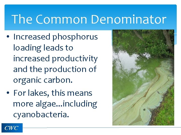 The Common Denominator • Increased phosphorus loading leads to increased productivity and the production