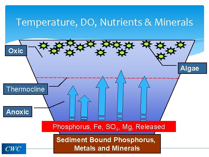 Temperature, DO, Nutrients & Minerals Oxic Algae Thermocline Anoxic Phosphorus, Fe, SO 4, Mg,