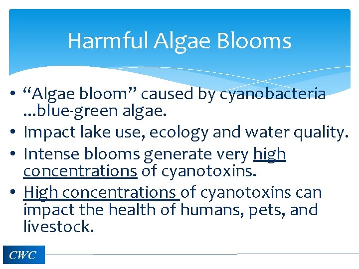 Harmful Algae Blooms • “Algae bloom” caused by cyanobacteria. . . blue-green algae. •